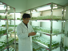 培育脱毒甘薯 助力乡村振兴