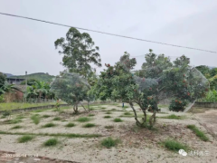 杨梅熟了