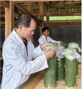 芒市四季茶业技术顾问、德宏州德昂酸茶研究团队首席专家、芒市茶叶技术推广站高级工程师杨明帮